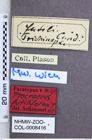 Etikette zu Procraerus futiliformis (Schimmel, 2004) (NHMW-ZOO-COL-0008416)